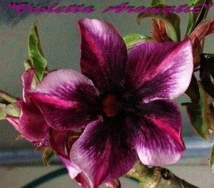 Adenium Obesum Violetta Aromatic