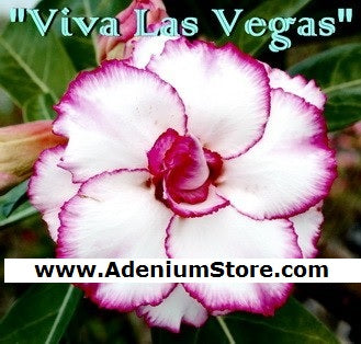 Adenium Obesum Viva Las Vegas