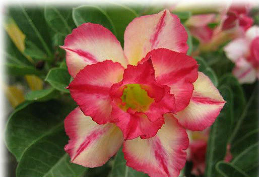 Adenium Obesum Wassana