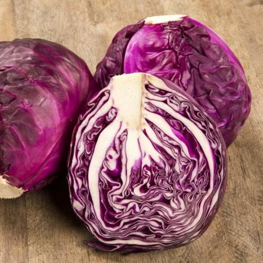 Red Cabbage 'Langedijker Bewaar 2'