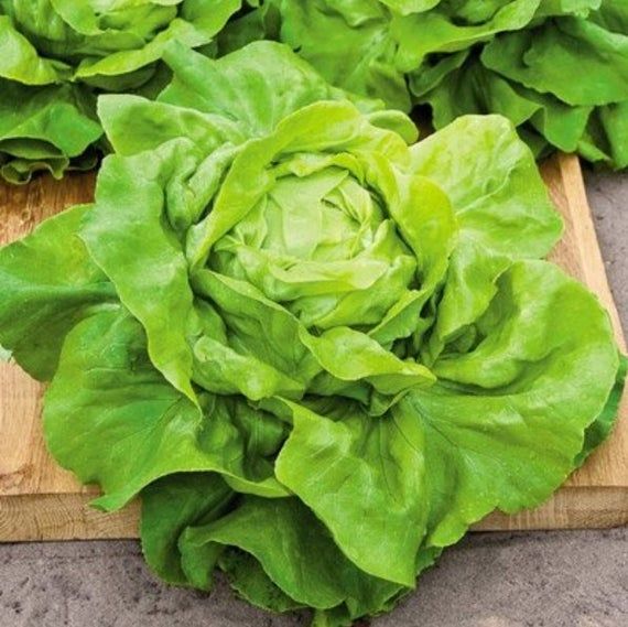 Butterhead lettuce 'All year round'