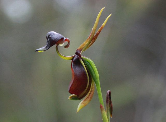 Caleana major flying duck orchid