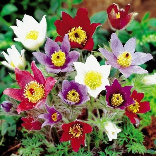 Pasque flower Mix