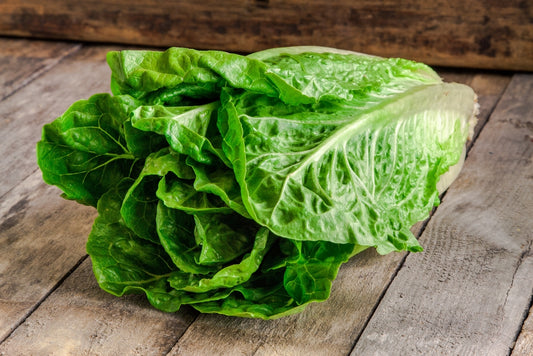 Romaine lettuce 'White Dunsel'