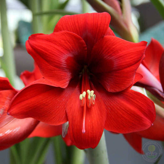 Hippeastrum Red Lion