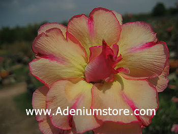 Adenium Obesum Thongnopprakun