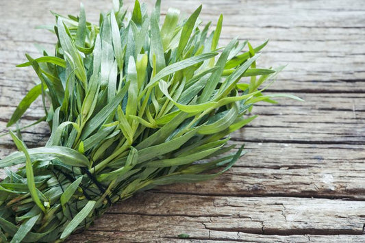 Russian tarragon