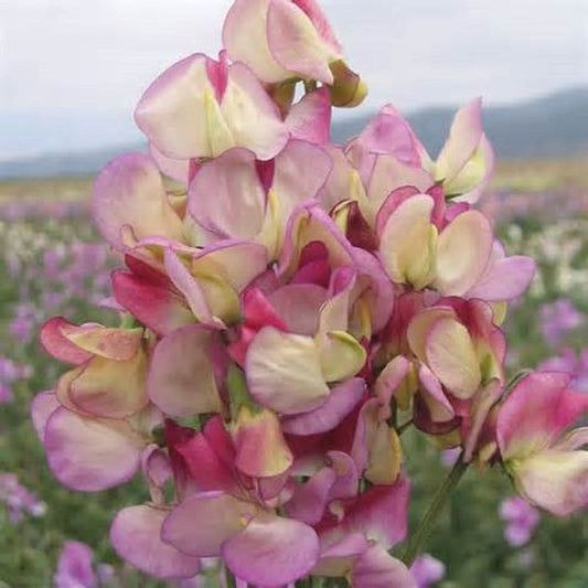 Sweet Pea 'Spanish dancer' - Lathyrus odoratus