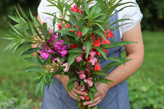 Dwarf Garden Balsam Mixed