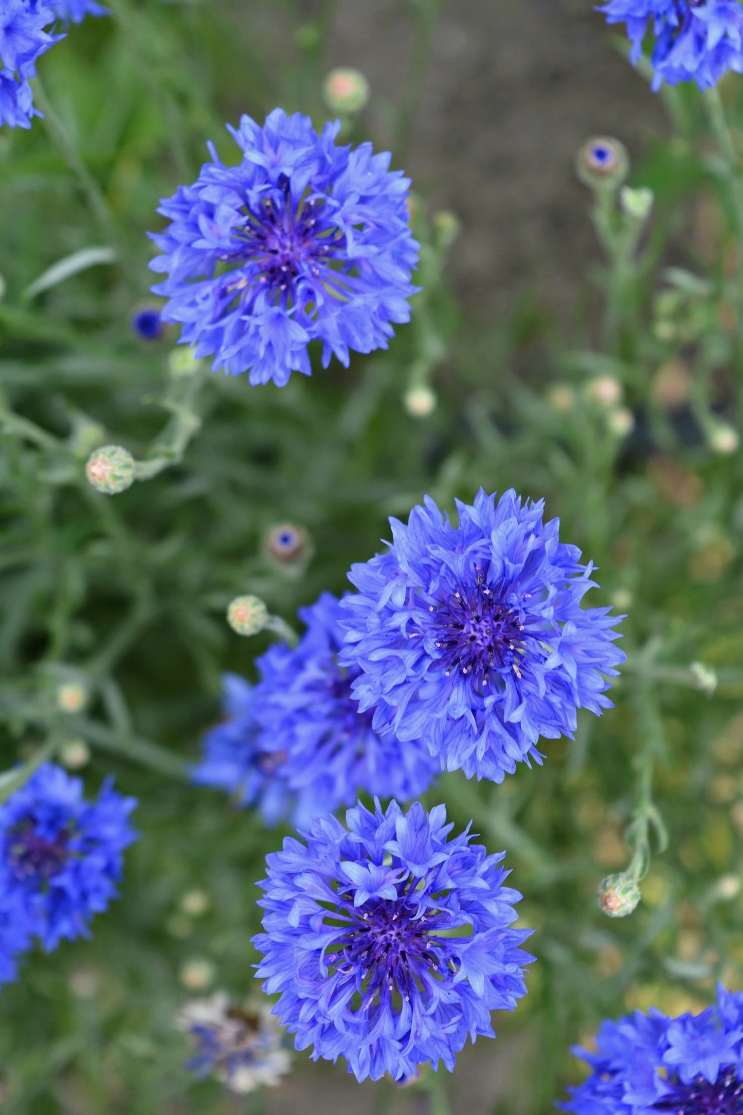 Bachelor's button 'Blue boy'