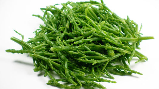 Sea Asparagus Baby Leaf Glasswort