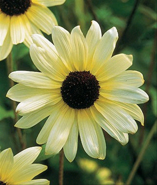 Beach sunflower 'Vanilla ice'