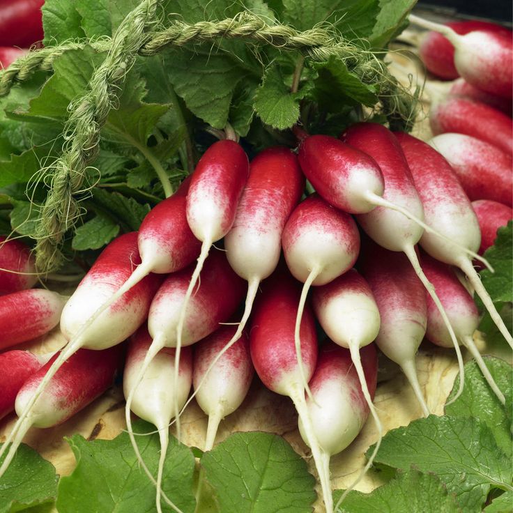 Radish Flamboyant 3