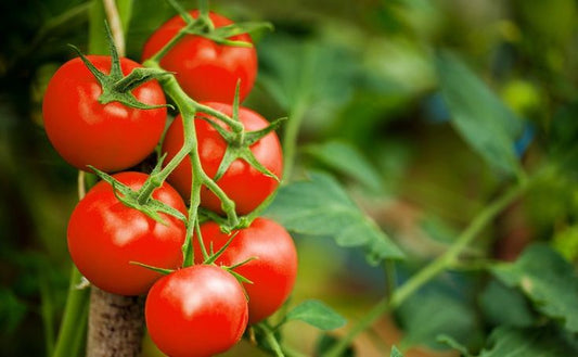 Tomato 'Koralik'