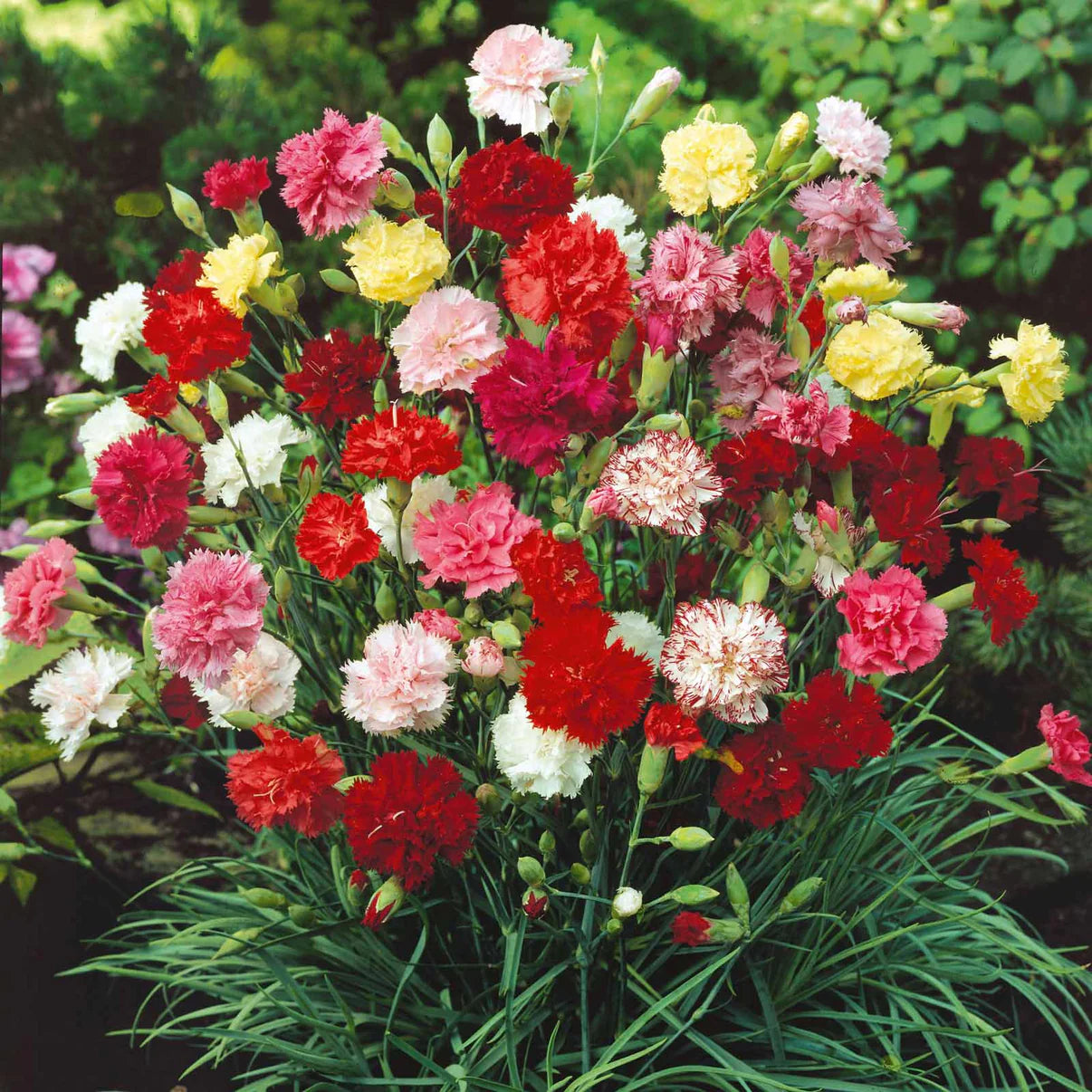 Carnation - Mixed