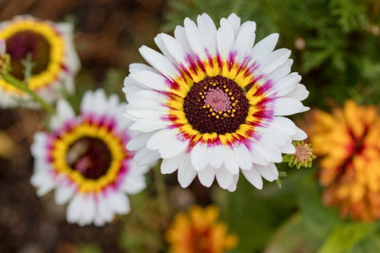 Chrysanthemum carinatum