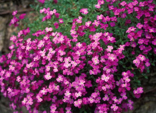 Rock Cress Pink