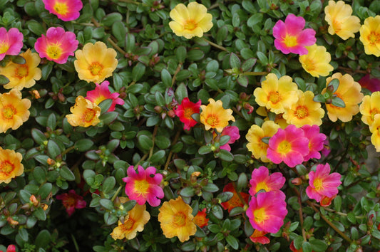 Moss Rose Single