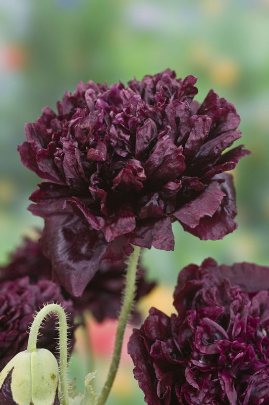 Black Peony Poppy