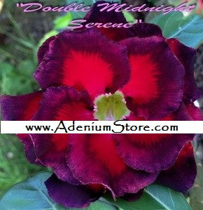 Adenium Obesum Double Midnight