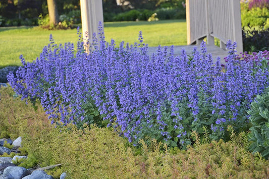 Garden Catmint