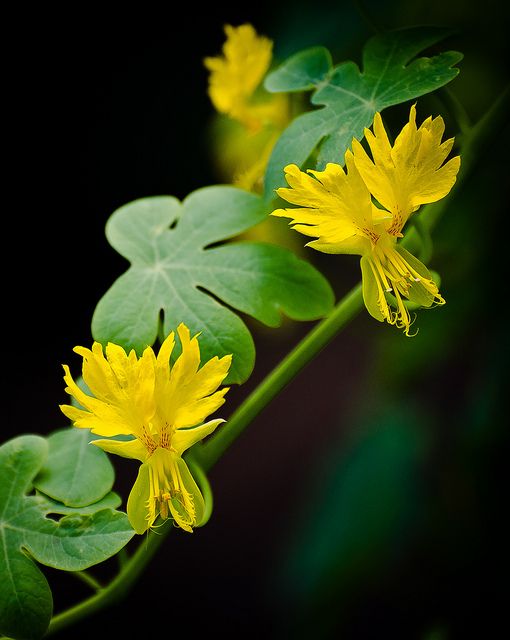 Canary Creeper