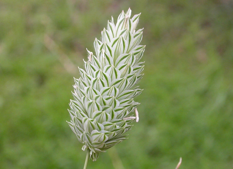 Canary Grass