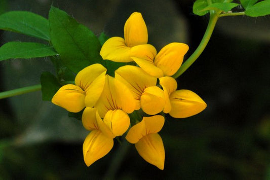 Bird's-foot trefoil