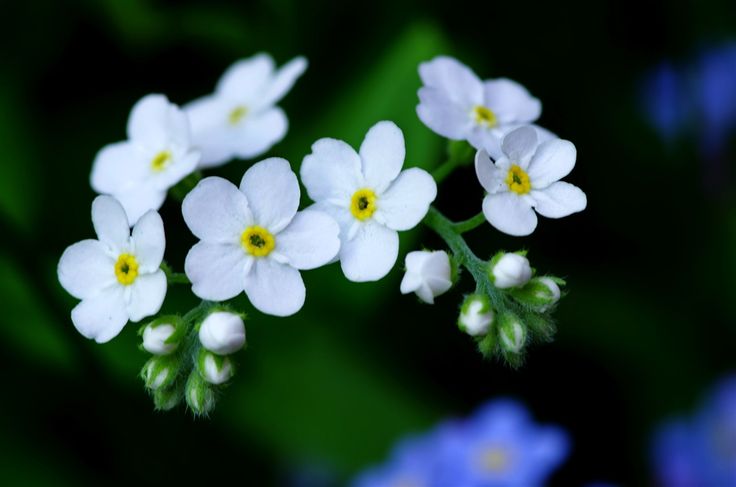 Alpine Forget-me-not White