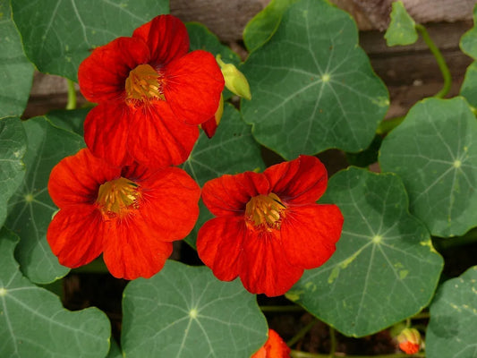 Nasturtium 'Empress of India'