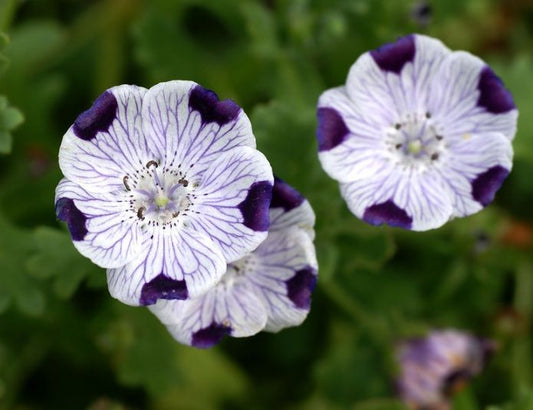 Nemophila Five Spot