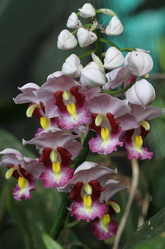 Gastrorchis Humblotii orchid