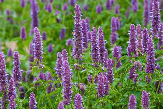 Giant Hyssop Blue