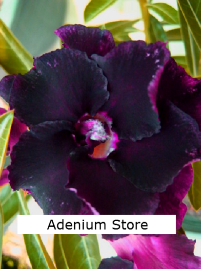 Adenium Obesum Purple Shades