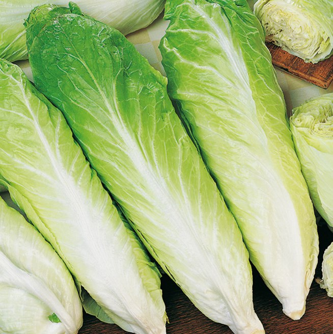 Sugar Loaf Chicory