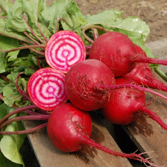 Beetroot 'Chioggia' - Beta Vulgaris