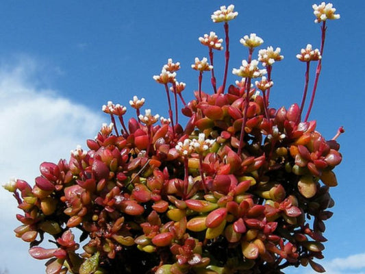 Crassula pubescens ssp radicans