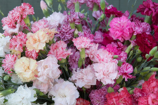 Carnation Mix Chabaud - Dianthus caryophyllus