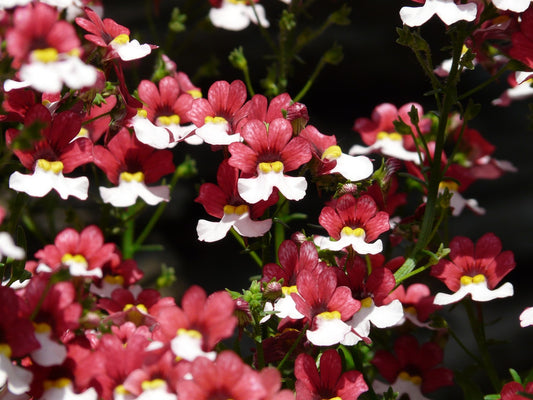 Nemesia St George