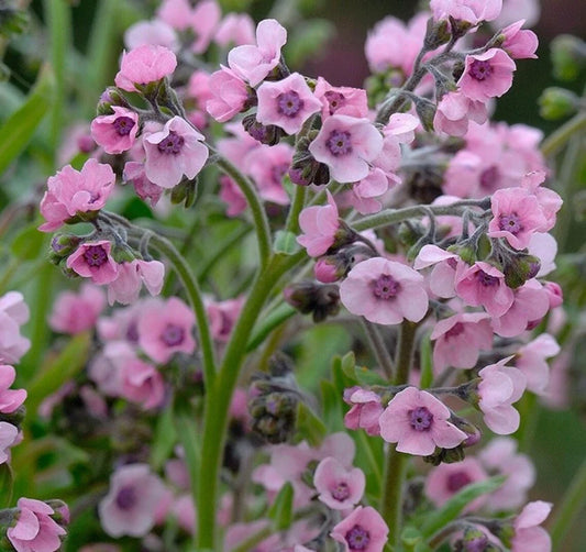 Chinese Forget me not 'Mystic' pink