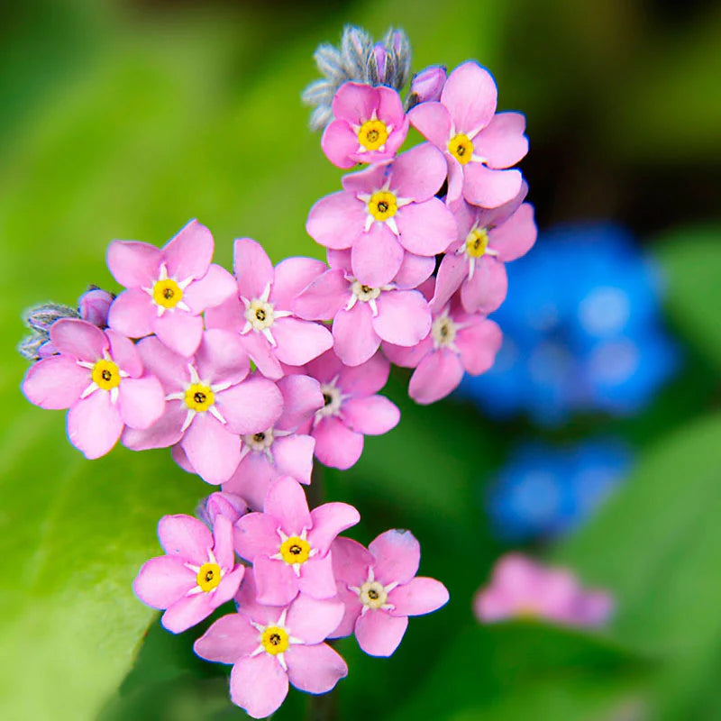 Alpine Forget-me-not Pink