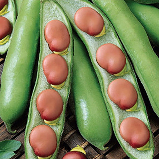 Broad bean 'Karmazyn'