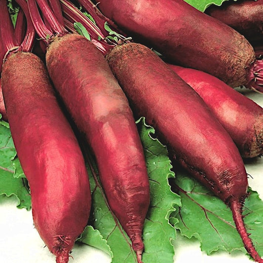 Beetroot 'Alexis' - Beta vulgaris