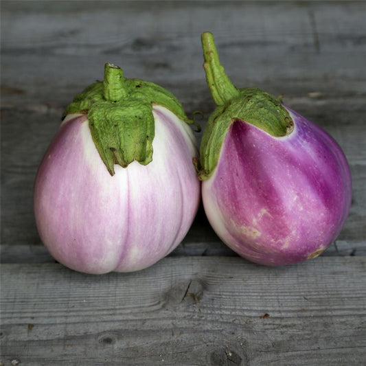 Aubergine 'Rotonda Bianca Sfumata di Rosa'