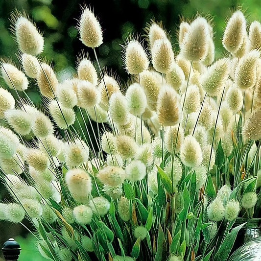 Lagurus Ovatus Bunny Tail