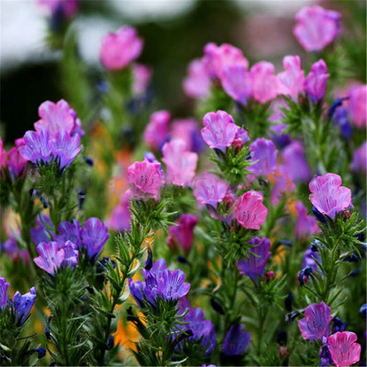 Blueweed Flower Mix