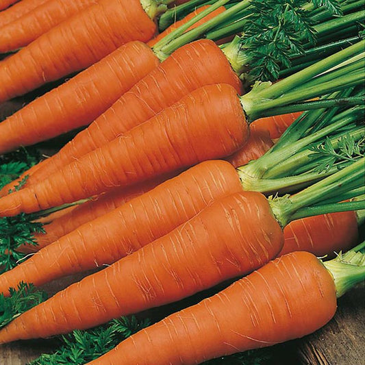 Carrot 'Early Nantes 3'