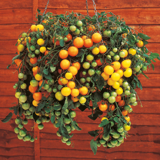 Tomato trailing 'Ola polka'