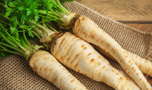 Parsnip root 'Kamo'