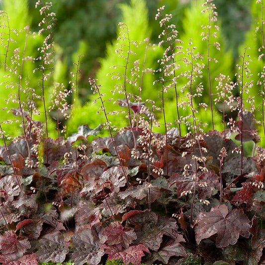 Coral Bells 'Palace purple'